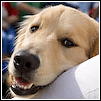 Mr Bear, Golden Retreiver looks over owners leg.